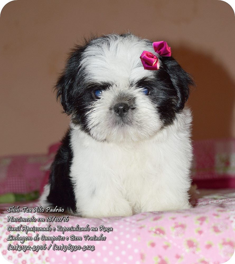 venda de cachorro da raça shih tzu